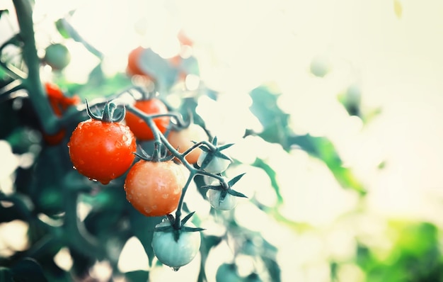 L'agriculteur récolte des tomates fraîches dans la serre Légumes écologiques bonne nutrition