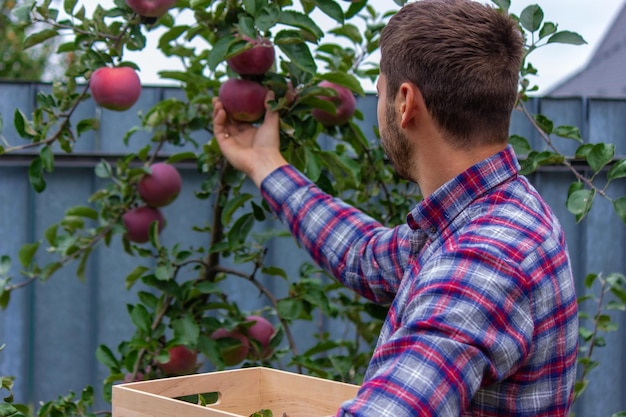 L'agriculteur recueille des pommes dans le jardin dans une boîte en bois