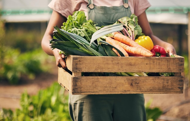 L'agriculteur remet une boîte et des légumes en serre pour les activités de la chaîne d'approvisionnement agricole et le produit dans le panier Personne vendeur ou travailleur dans le jardinage pour la durabilité ONG à but non lucratif et récolte alimentaire