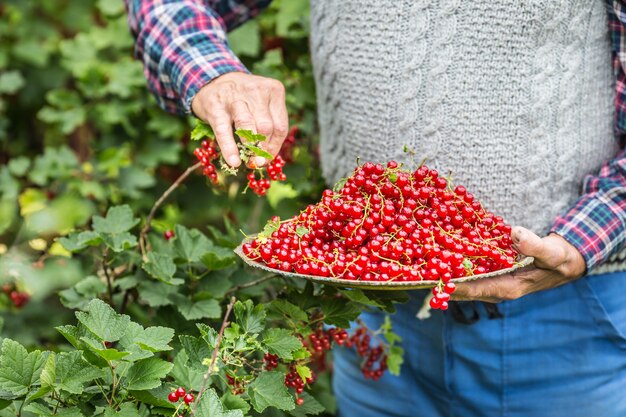 Agriculteur retraité dans le jardin tenant une assiette pleine de groseilles rouges.