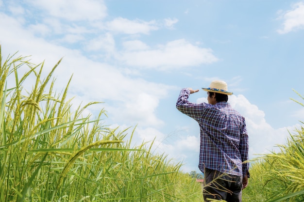 Agriculteur en rizière.