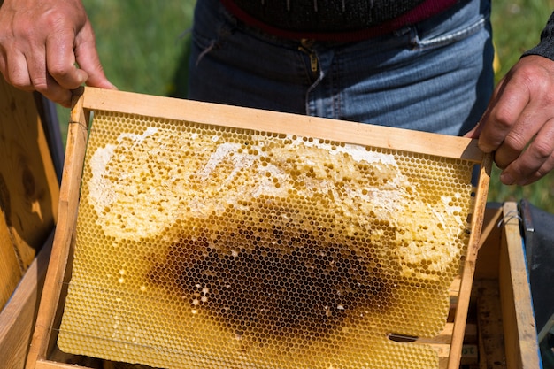 Un agriculteur sur un rucher tient des cadres avec des nids d'abeilles en cire. Préparation prévue pour la collecte du miel.