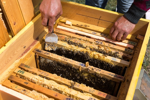 Un agriculteur sur un rucher tient des cadres avec des nids d'abeilles en cire Préparation prévue