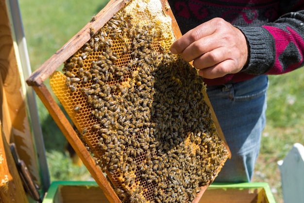 Un agriculteur sur un rucher tient des cadres avec des nids d'abeilles en cire.