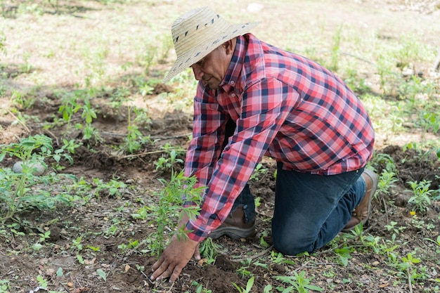 Agriculteur s'agenouillant dans le champ récoltant des tomates biologiques