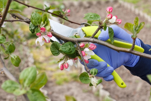 Agriculteur s'occupant du jardin Taille de printemps des arbres fruitiers