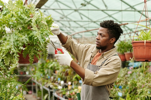 Agriculteur s'occupant des plantes en serre