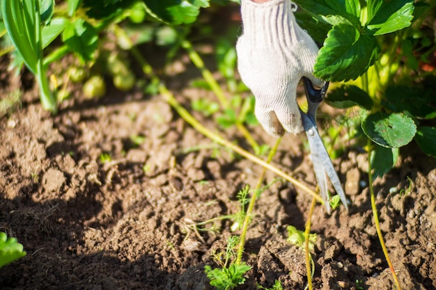 L'agriculteur s'occupe des plantes dans le jardin potager de la ferme Concept de jardinage et de plantation Plantes agricoles poussant dans des lits de jardin