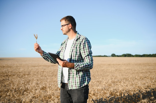 L'agriculteur se tient dans son champ de blé en pleine croissance Il examine les cultures après le semis