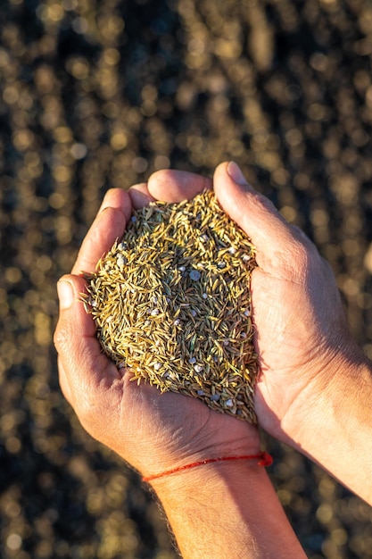 L'agriculteur sème l'herbe à gazon Mise au point sélective