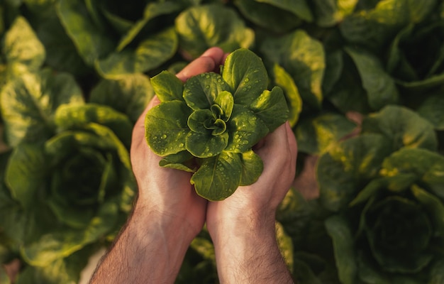 Agriculteur avec semis de laitue