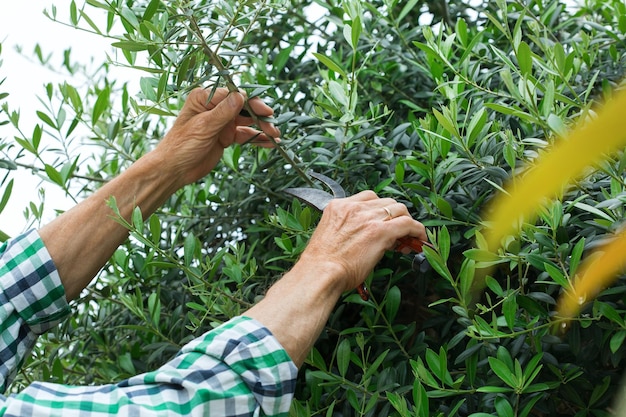 Agriculteur senior coupant un olivier avec un sécateur de jardin dans les mains