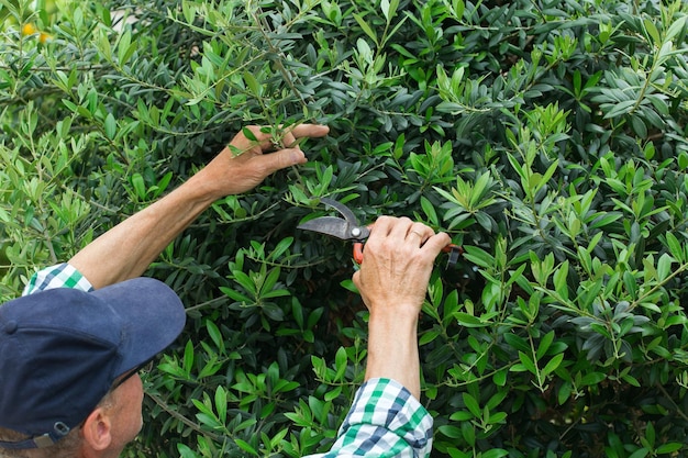 Agriculteur senior coupant un olivier avec un sécateur de jardin dans les mains