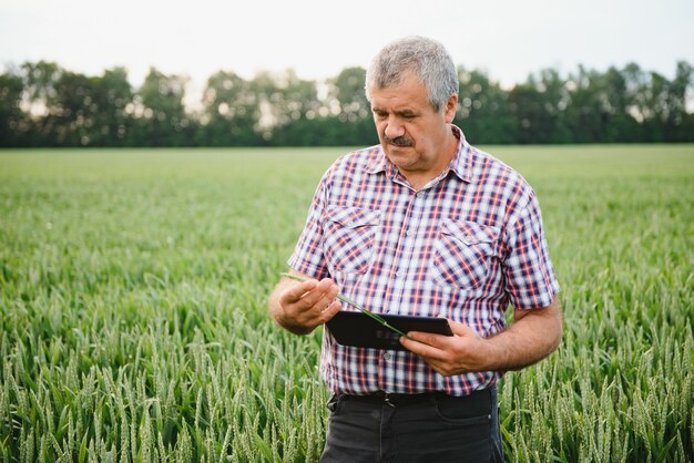 Agriculteur senior debout dans un champ de blé vert