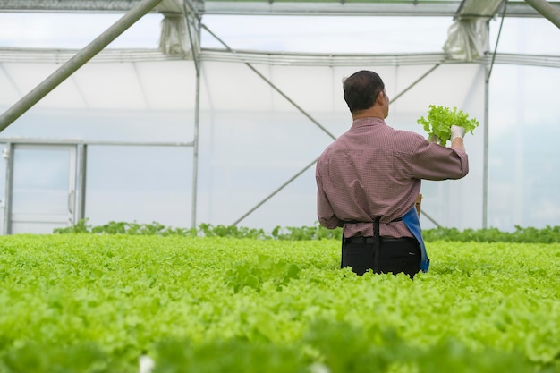 Un agriculteur senior heureux travaillant dans une serre hydroponique, une alimentation propre et un concept d'alimentation saine