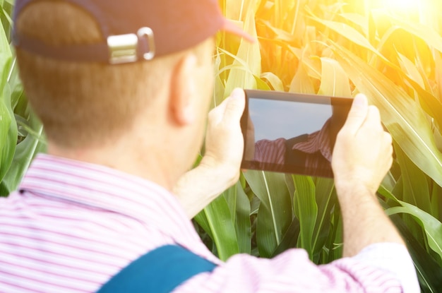 Agriculteur avec tablette inspectant le champ de maïs