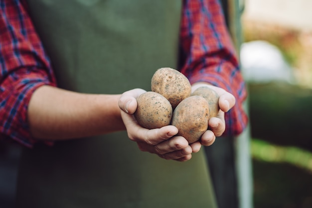 Agriculteur en tablier détient les tubercules de pommes de terre maison