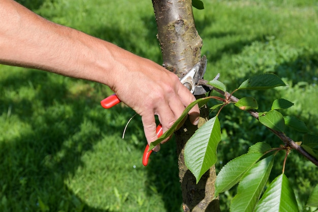 Agriculteur tailler un arbre avec un sécateur