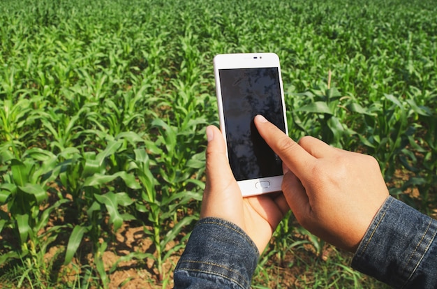 Agriculteur avec téléphone portable dans le champ de maïs