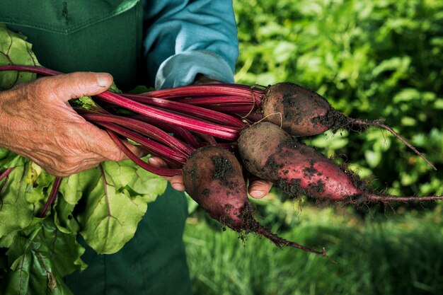 Agriculteur tenant des betteraves fraîches Récolte de légumes Légumes frais récoltés biologiques