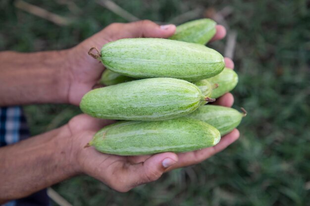 Agriculteur tenant une certaine mise au point sélective de courge pointue verte brute