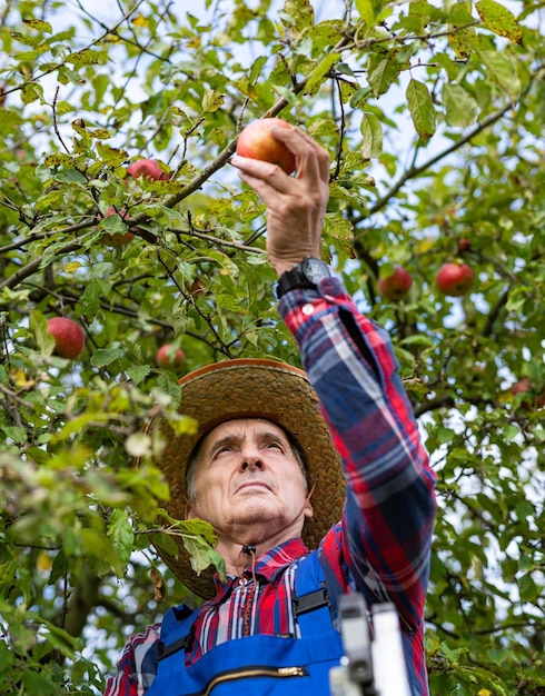 Agriculteur tenant une pomme prête à la cueillir de l'arbre Pomme mûre entre les mains de l'agriculteur Homme rassemblant les récoltes de son jardin