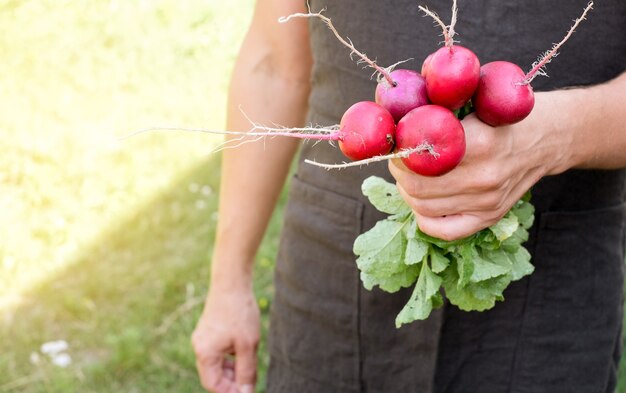 Agriculteur tenant des radis frais dans les mains à la ferme. Mains d'hommes tenant la récolte de grappes fraîches. Aliments biologiques sains, légumes, agriculture, gros plan