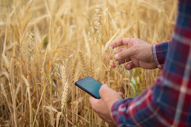 Agriculteur tenant un téléphone et un agronome de blé utilise un logiciel de gestion de données en ligne