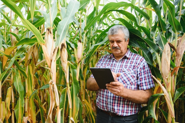 Agriculteur sur le terrain vérifiant les plants de maïs pendant une journée d'été ensoleillée, concept d'agriculture et de production alimentaire