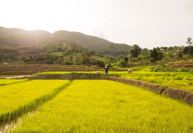 Agriculteur sur le terrain