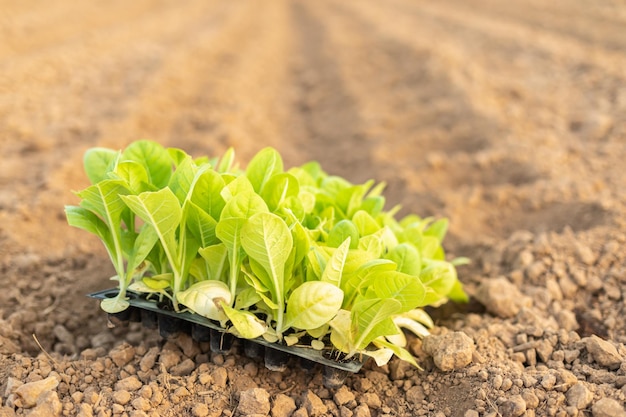 Agriculteur thaïlandais plantant les jeunes de tabac vert dans le champ au nord de la ThaïlandexA