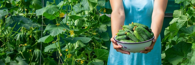 L'agriculteur tient des concombres dans ses mains sur le fond du jardin