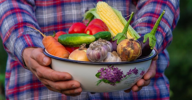 L'agriculteur tient dans ses mains des légumes fraîchement cueillis