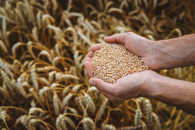 Un agriculteur tient du grain de blé dans ses mains dans un champ de blé. Mise au point sélective. La nature.