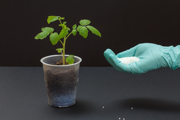 L'agriculteur Tient Un Engrais Chimique Pour Un Jeune Plant De Tomate Poussant Dans Une Boîte En Plastique