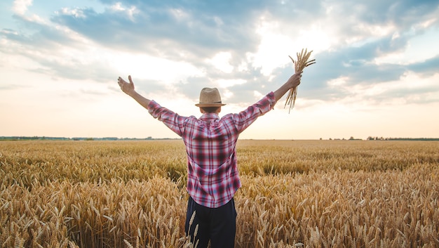 Un agriculteur tient des épis de blé à la main dans le champ. Mise au point sélective.