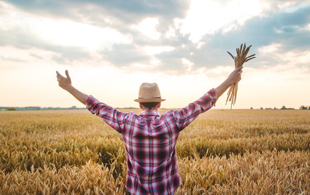 Un agriculteur tient des épis de blé à la main dans le champ. Mise au point sélective.