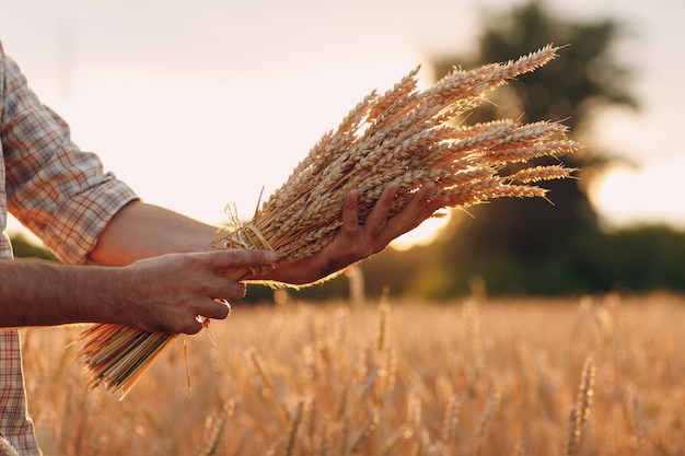 Un agriculteur tient une gerbe d'épis de blé dans un champ de céréales au coucher du soleil. L'agriculture et la récolte agricole,