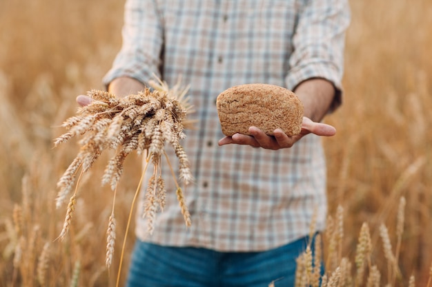 Un agriculteur tient une gerbe d'épis de blé et du pain sur fond de champ de céréales au coucher du soleil. L'agriculture et la récolte agricole,