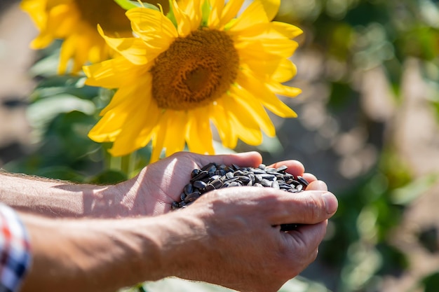 Un agriculteur tient des graines de tournesol dans ses mains. Mise au point sélective.