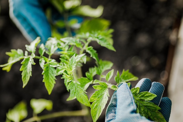 Un agriculteur tient un jeune plant de tomate dans le jardin un gros plan d'une main d'homme étudiant la croissance des pousses sur la plantation Concept de production agricole