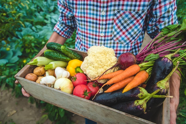 Un agriculteur tient des légumes dans ses mains dans le jardin. Mise au point sélective. Aliments.