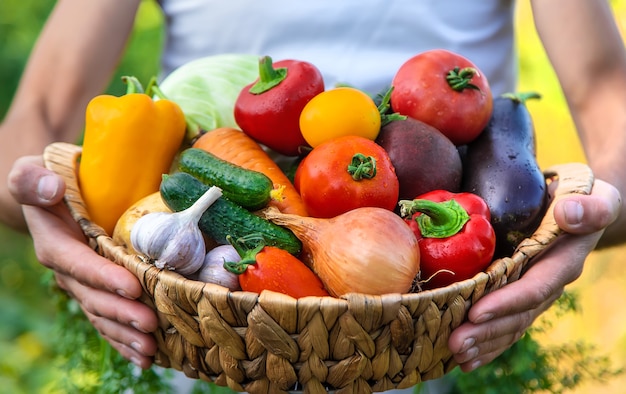 Un agriculteur tient des légumes dans ses mains. Mise au point sélective.