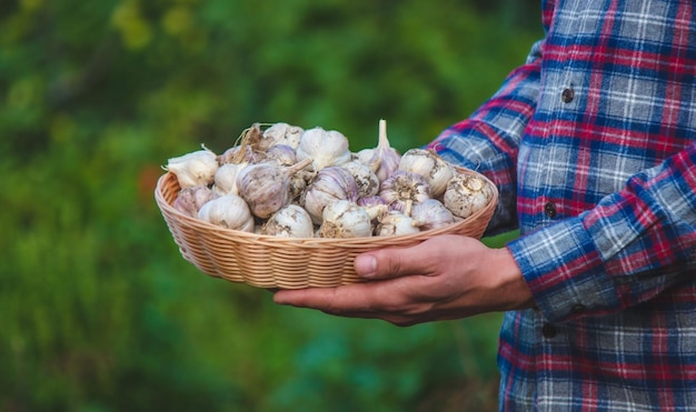 Un agriculteur tient un panier d'ail en gros plan