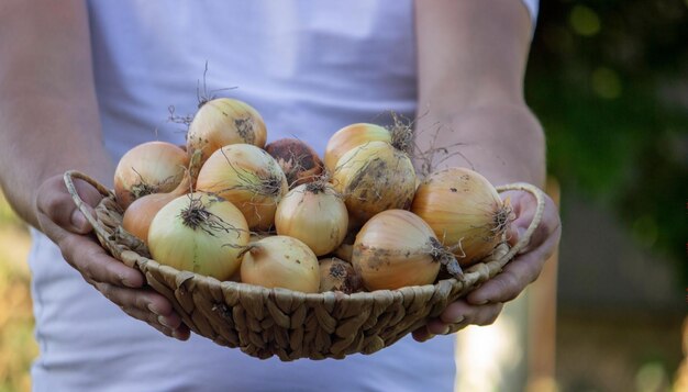 l'agriculteur tient un panier avec des oignons dans ses mains. Nature de mise au point sélective