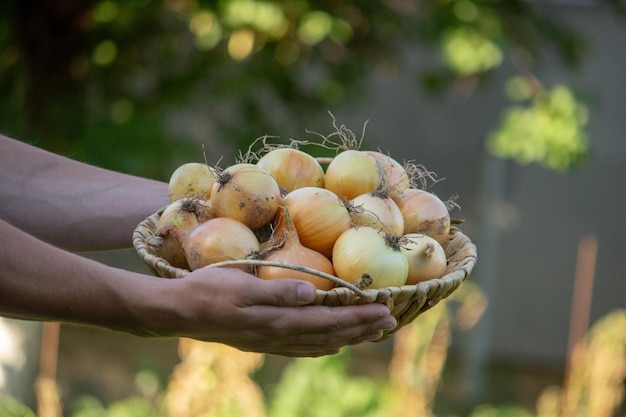 l'agriculteur tient un panier avec des oignons dans ses mains. Nature de mise au point sélective