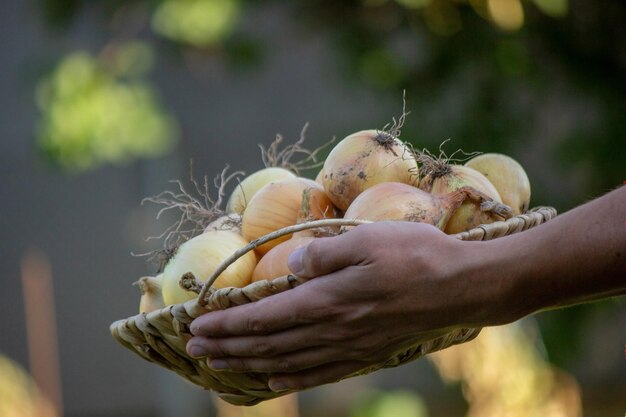 l'agriculteur tient un panier avec des oignons dans ses mains. Nature de mise au point sélective
