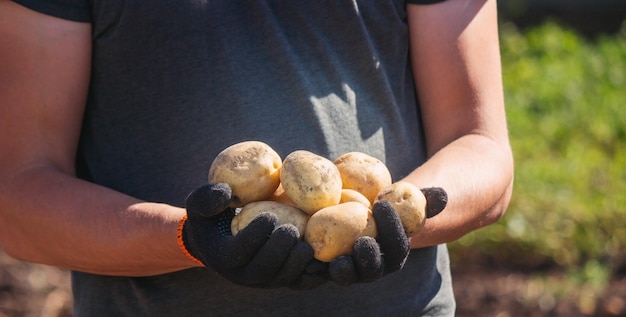 un agriculteur tient une pomme de terre dans ses mains Mise au point sélective Nature