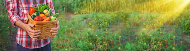 Un agriculteur tient une récolte de légumes dans ses mains Mise au point sélective