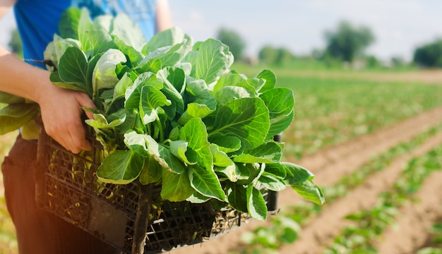 L&#39;agriculteur tient des semis de chou prêts à être plantés dans les champs. agriculture